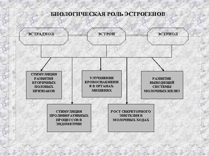 БИОЛОГИЧЕСКАЯ РОЛЬ ЭСТРОГЕНОВ ЭСТРАДИОЛ СТИМУЛЯЦИЯ РАЗВИТИЯ ВТОРИЧНЫХ ПОЛОВЫХ ПРИЗНАКОВ ЭСТРОН УЛУЧШЕНИЕ КРОВОСНАБЖЕНИ Я В
