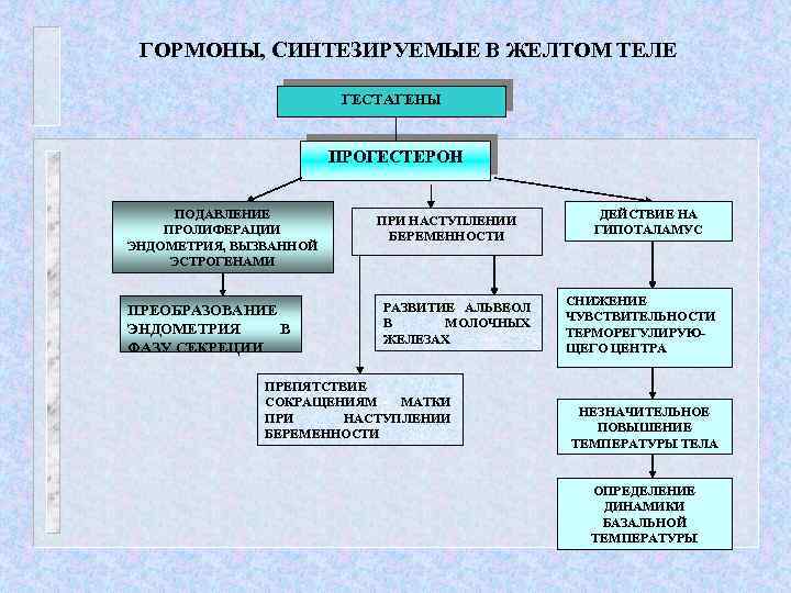 ГОРМОНЫ, СИНТЕЗИРУЕМЫЕ В ЖЕЛТОМ ТЕЛЕ ГЕСТАГЕНЫ ПРОГЕСТЕРОН ПОДАВЛЕНИЕ ПРОЛИФЕРАЦИИ ЭНДОМЕТРИЯ, ВЫЗВАННОЙ ЭСТРОГЕНАМИ ПРЕОБРАЗОВАНИЕ ЭНДОМЕТРИЯ