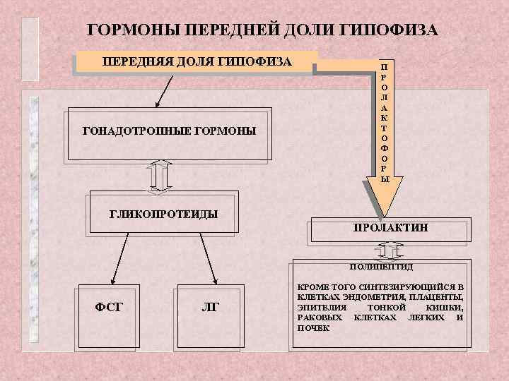 ГОРМОНЫ ПЕРЕДНЕЙ ДОЛИ ГИПОФИЗА ПЕРЕДНЯЯ ДОЛЯ ГИПОФИЗА ГОНАДОТРОПНЫЕ ГОРМОНЫ П Р О Л А