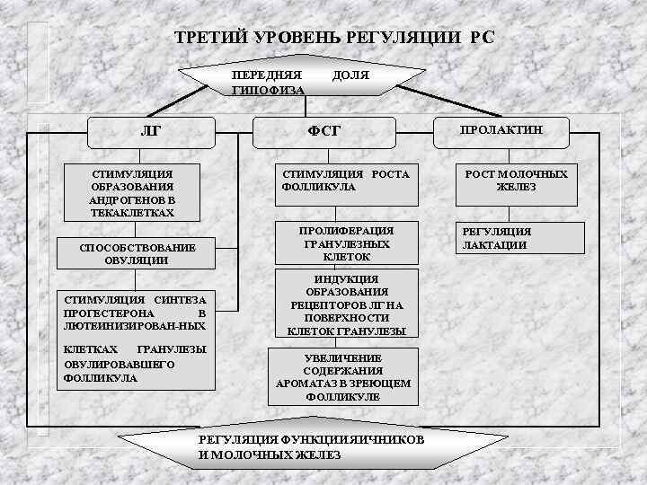 ТРЕТИЙ УРОВЕНЬ РЕГУЛЯЦИИ РС ПЕРЕДНЯЯ ГИПОФИЗА ЛГ ДОЛЯ ФСГ СТИМУЛЯЦИЯ ОБРАЗОВАНИЯ АНДРОГЕНОВ В ТЕКАКЛЕТКАХ