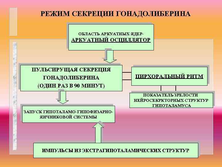 РЕЖИМ СЕКРЕЦИИ ГОНАДОЛИБЕРИНА ОБЛАСТЬ АРКУАТНЫХ ЯДЕР- АРКУАТНЫЙ ОСЦИЛЛЯТОР ПУЛЬСИРУЩАЯ СЕКРЕЦИЯ ГОНАДОЛИБЕРИНА (ОДИН РАЗ В