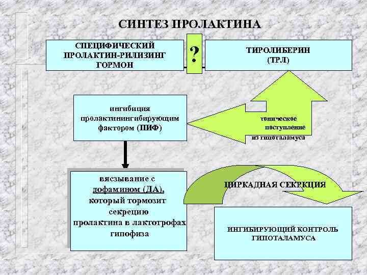 СИНТЕЗ ПРОЛАКТИНА СПЕЦИФИЧЕСКИЙ ПРОЛАКТИН-РИЛИЗИНГ ГОРМОН ингибиция пролактинингибирующим фактором (ПИФ) вясзывание с дофамином (ДА), который