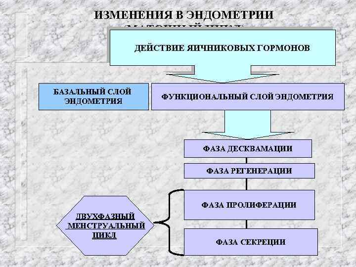 ИЗМЕНЕНИЯ В ЭНДОМЕТРИИ (МАТОЧНЫЙ ЦИКЛ) ДЕЙСТВИЕ ЯИЧНИКОВЫХ ГОРМОНОВ БАЗАЛЬНЫЙ СЛОЙ ЭНДОМЕТРИЯ ФУНКЦИОНАЛЬНЫЙ СЛОЙ ЭНДОМЕТРИЯ