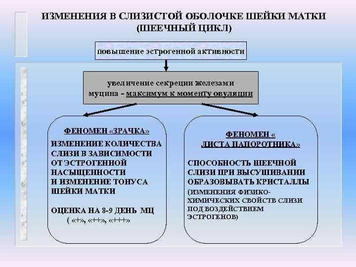 ИЗМЕНЕНИЯ В СЛИЗИСТОЙ ОБОЛОЧКЕ ШЕЙКИ МАТКИ (ШЕЕЧНЫЙ ЦИКЛ) повышение эстрогенной активности увеличение секреции железами