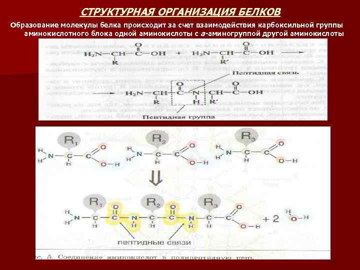 СТРУКТУРНАЯ ОРГАНИЗАЦИЯ БЕЛКОВ Образование молекулы белка происходит за счет взаимодействия карбоксильной группы аминокислотного блока