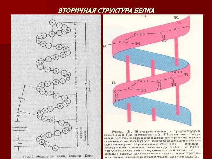 ВТОРИЧНАЯ СТРУКТУРА БЕЛКА 