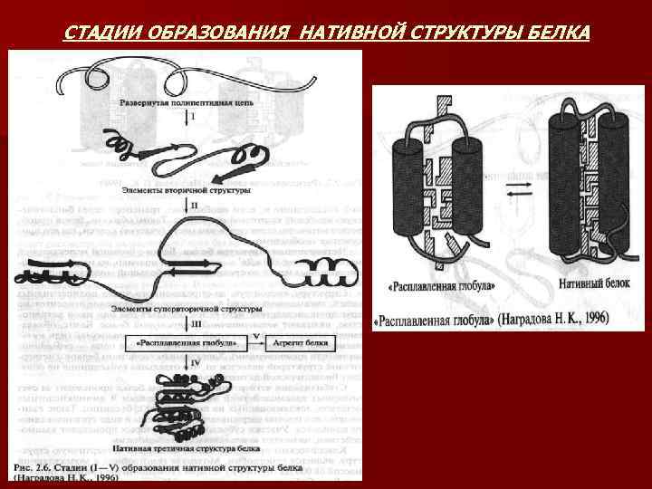 СТАДИИ ОБРАЗОВАНИЯ НАТИВНОЙ СТРУКТУРЫ БЕЛКА 