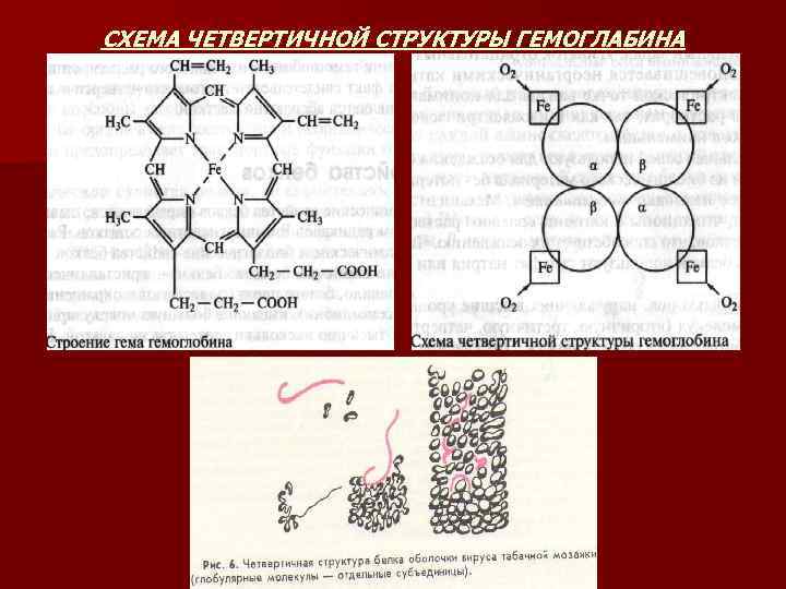 СХЕМА ЧЕТВЕРТИЧНОЙ СТРУКТУРЫ ГЕМОГЛАБИНА 