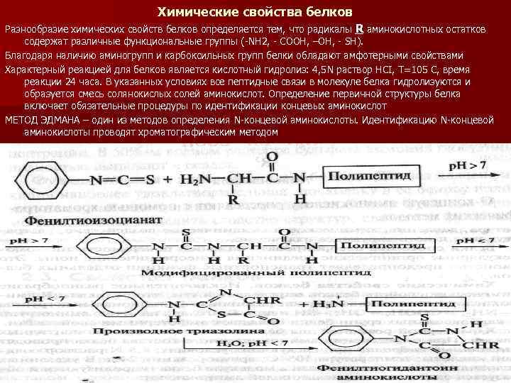 Химические свойства белков Разнообразие химических свойств белков определяется тем, что радикалы R аминокислотных остатков