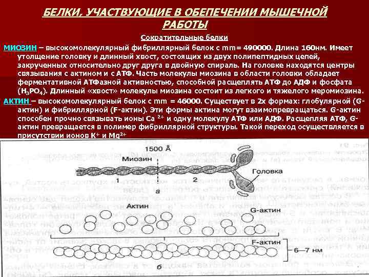 БЕЛКИ, УЧАСТВУЮЩИЕ В ОБЕПЕЧЕНИИ МЫШЕЧНОЙ РАБОТЫ Сократительные белки МИОЗИН – высокомолекулярный фибриллярный белок с