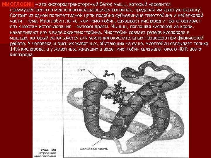 МИОГЛОБИН – это кислородтранспортный белок мышц, который находится преимущественно в медленносокращающихся волокнах, придавая им