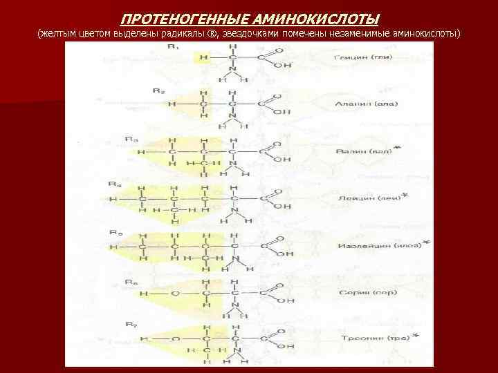 ПРОТЕНОГЕННЫЕ АМИНОКИСЛОТЫ (желтым цветом выделены радикалы ®, звездочками помечены незаменимые аминокислоты) 