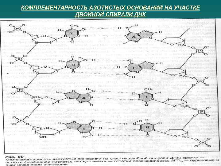 КОМПЛЕМЕНТАРНОСТЬ АЗОТИСТЫХ ОСНОВАНИЙ НА УЧАСТКЕ ДВОЙНОЙ СПИРАЛИ ДНК 