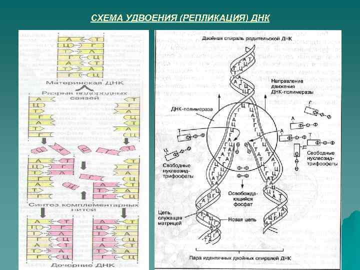 СХЕМА УДВОЕНИЯ (РЕПЛИКАЦИЯ) ДНК 