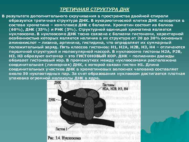 ТРЕТИЧНАЯ СТРУКТУРА ДНК В результате дополнительного скручивания в пространстве двойной спирали образуется третичная структура