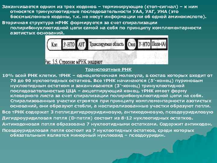 Заканчивается одним из трех кодонов – терминирующие (стоп-сигнал) – к ним относятся тринуклеотидные последовательности