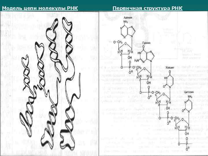 Модель цепи молекулы РНК Первичная структура РНК 