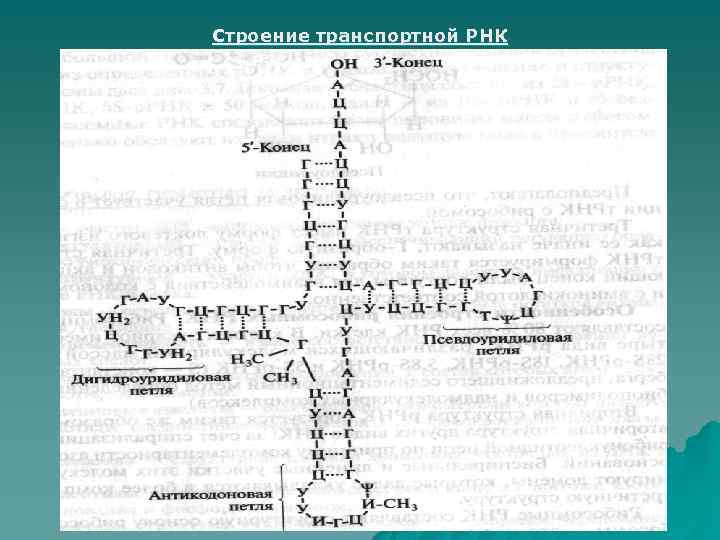 Строение транспортной РНК 