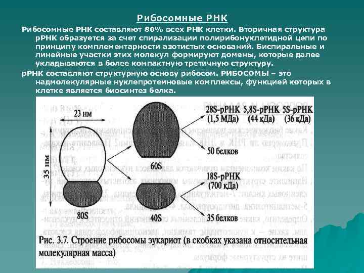 Рибосомные РНК составляют 80% всех РНК клетки. Вторичная структура р. РНК образуется за счет
