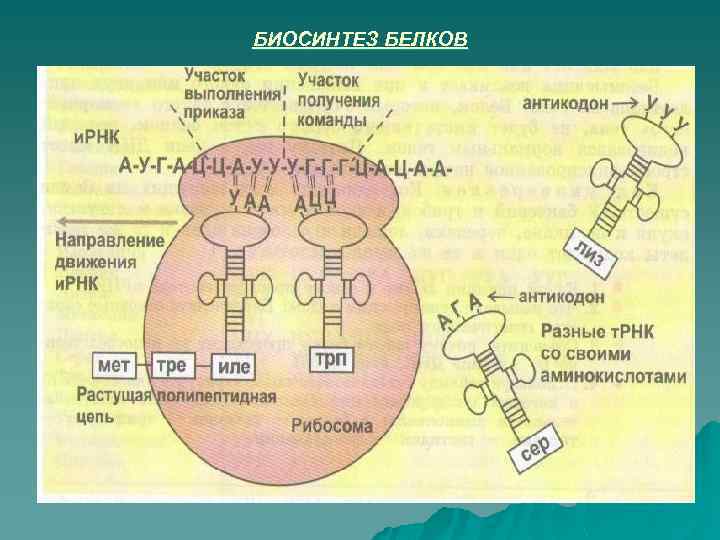 БИОСИНТЕЗ БЕЛКОВ 