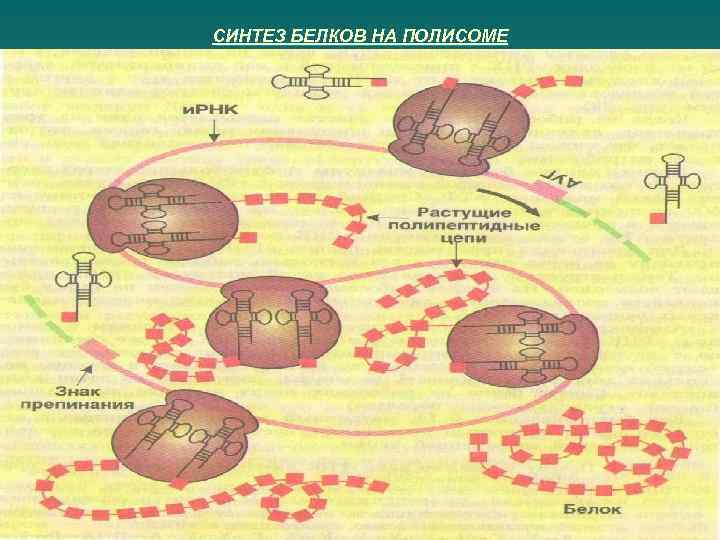СИНТЕЗ БЕЛКОВ НА ПОЛИСОМЕ 