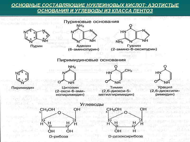 ОСНОВНЫЕ СОСТАВЛЯЮЩИЕ НУКЛЕИНОВЫХ КИСЛОТ: АЗОТИСТЫЕ ОСНОВАНИЯ И УГЛЕВОДЫ ИЗ КЛАССА ПЕНТОЗ 