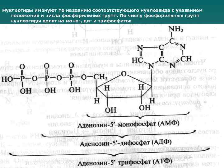 Нуклеотиды именуют по названию соответствующего нуклеозида с указанием положения и числа фосфорильных групп. По