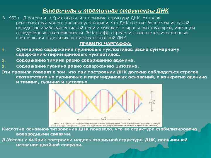 Вторичная и третичная структуры ДНК В 1953 г. Д. Уотсон и Ф. Крик открыли
