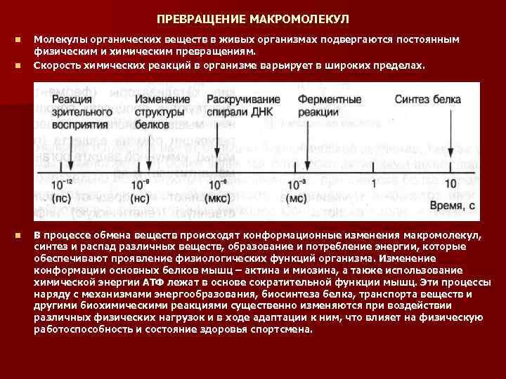 ПРЕВРАЩЕНИЕ МАКРОМОЛЕКУЛ n n n Молекулы органических веществ в живых организмах подвергаются постоянным физическим