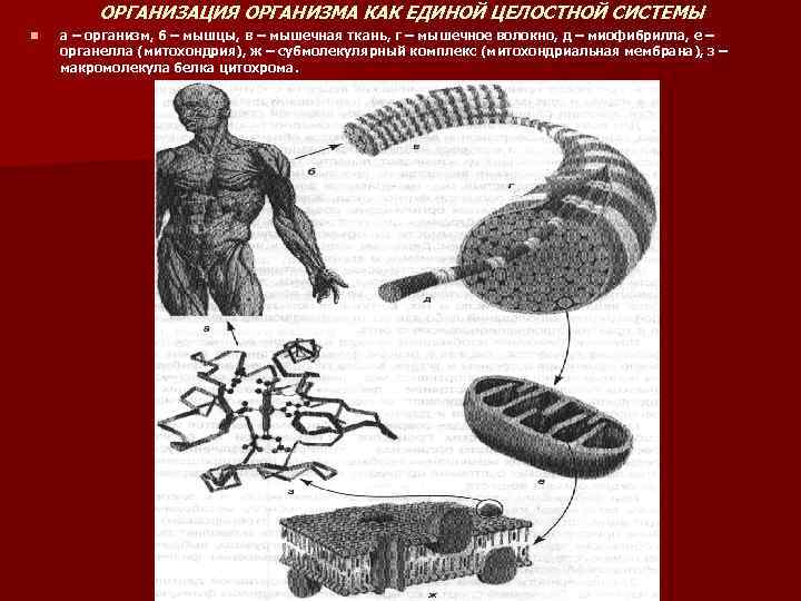 ОРГАНИЗАЦИЯ ОРГАНИЗМА КАК ЕДИНОЙ ЦЕЛОСТНОЙ СИСТЕМЫ n а – организм, б – мышцы, в