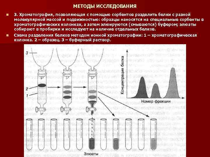 МЕТОДЫ ИССЛЕДОВАНИЯ n n 3. Хроматография, позволяющая с помощью сорбентов разделить белки с разной