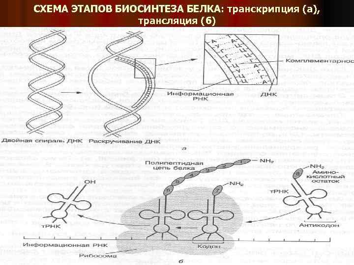 СХЕМА ЭТАПОВ БИОСИНТЕЗА БЕЛКА: транскрипция (а), трансляция (б) 