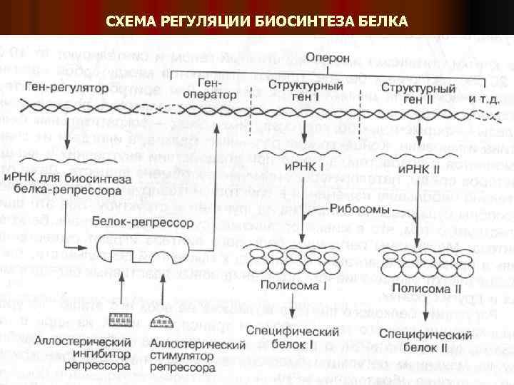 СХЕМА РЕГУЛЯЦИИ БИОСИНТЕЗА БЕЛКА 