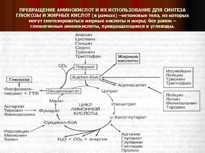 ПРЕВРАЩЕНИЕ АМИНОКИСЛОТ И ИХ ИСПОЛЬЗОВАНИЕ ДЛЯ СИНТЕЗА ГЛЮКОЗЫ И ЖИРНЫХ КИСЛОТ (в рамках) –кетоновые