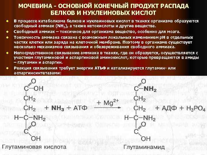 МОЧЕВИНА - ОСНОВНОЙ КОНЕЧНЫЙ ПРОДУКТ РАСПАДА БЕЛКОВ И НУКЛЕИНОВЫХ КИСЛОТ l l l В