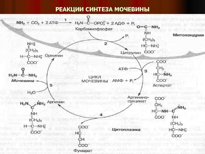 РЕАКЦИИ СИНТЕЗА МОЧЕВИНЫ 