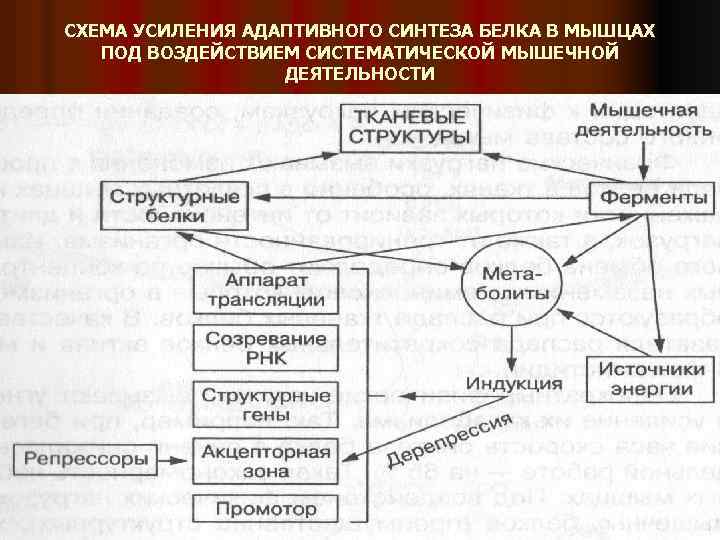 СХЕМА УСИЛЕНИЯ АДАПТИВНОГО СИНТЕЗА БЕЛКА В МЫШЦАХ ПОД ВОЗДЕЙСТВИЕМ СИСТЕМАТИЧЕСКОЙ МЫШЕЧНОЙ ДЕЯТЕЛЬНОСТИ 