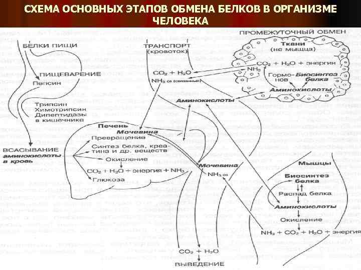 СХЕМА ОСНОВНЫХ ЭТАПОВ ОБМЕНА БЕЛКОВ В ОРГАНИЗМЕ ЧЕЛОВЕКА 