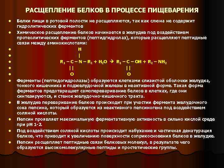 РАСЩЕПЛЕНИЕ БЕЛКОВ В ПРОЦЕССЕ ПИЩЕВАРЕНИЯ l l l Белки пищи в ротовой полости не