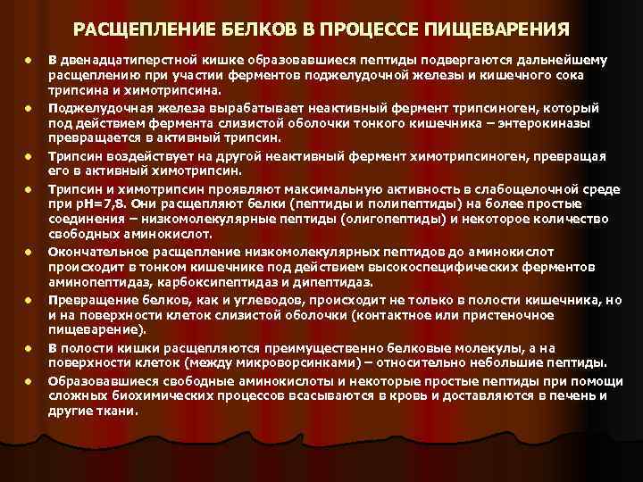 РАСЩЕПЛЕНИЕ БЕЛКОВ В ПРОЦЕССЕ ПИЩЕВАРЕНИЯ l l l l В двенадцатиперстной кишке образовавшиеся пептиды