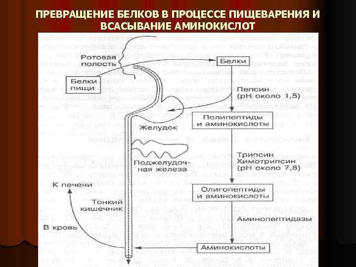 ПРЕВРАЩЕНИЕ БЕЛКОВ В ПРОЦЕССЕ ПИЩЕВАРЕНИЯ И ВСАСЫВАНИЕ АМИНОКИСЛОТ 