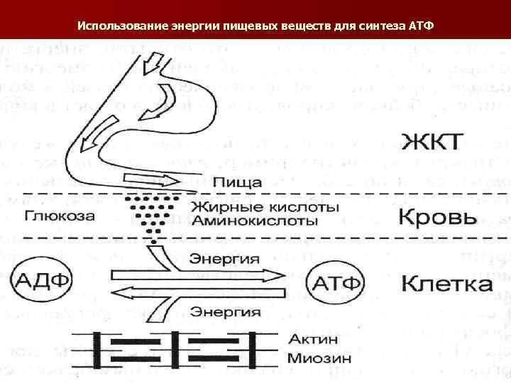 Использование энергии пищевых веществ для синтеза АТФ 