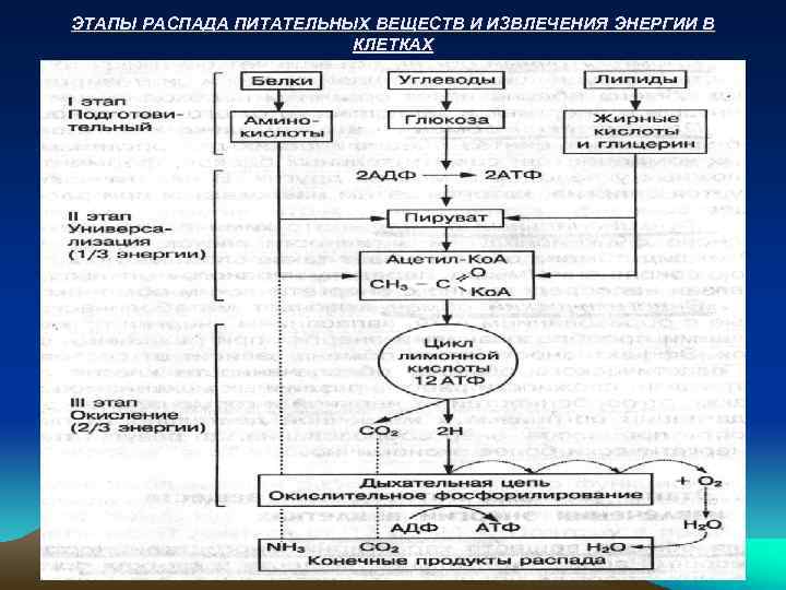 ЭТАПЫ РАСПАДА ПИТАТЕЛЬНЫХ ВЕЩЕСТВ И ИЗВЛЕЧЕНИЯ ЭНЕРГИИ В КЛЕТКАХ 