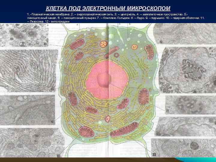 КЛЕТКА ПОД ЭЛЕКТРОННЫМ МИКРОСКОПОМ 1. -Плазматическая мембрана. 2. – эндоплазматическая сеть. 3. – центриоль.