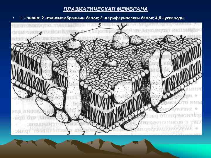 ПЛАЗМАТИЧЕСКАЯ МЕМБРАНА • 1. - липид; 2. -трансмембранный белок; 3. -периферический белок; 4, 5