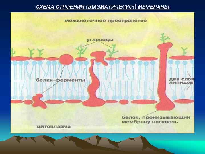 СХЕМА СТРОЕНИЯ ПЛАЗМАТИЧЕСКОЙ МЕМБРАНЫ 