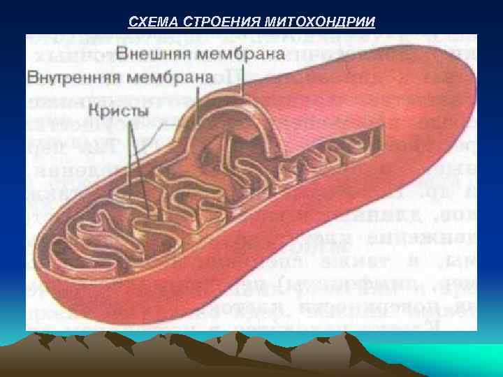 СХЕМА СТРОЕНИЯ МИТОХОНДРИИ 