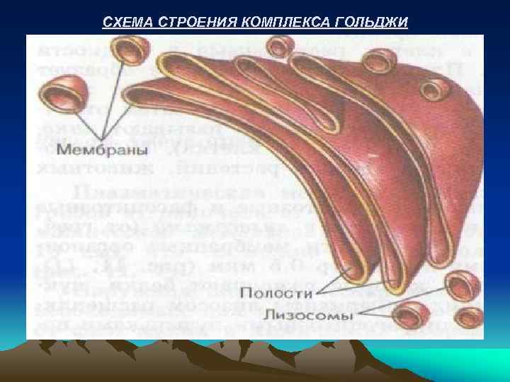 СХЕМА СТРОЕНИЯ КОМПЛЕКСА ГОЛЬДЖИ 