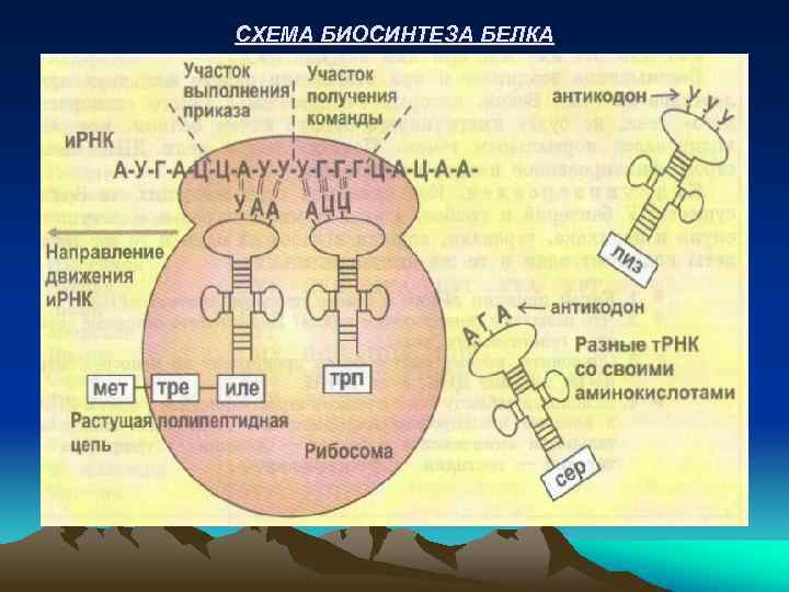 СХЕМА БИОСИНТЕЗА БЕЛКА 