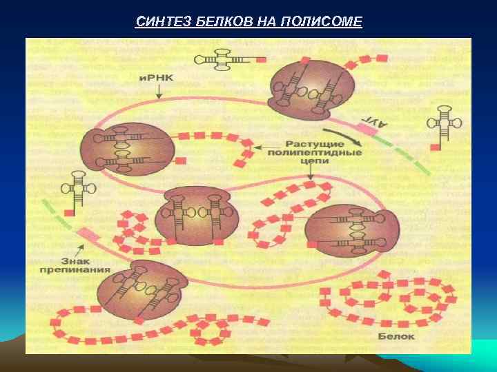 СИНТЕЗ БЕЛКОВ НА ПОЛИСОМЕ 